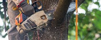 Trusted Painesville, OH  Tree Services Experts